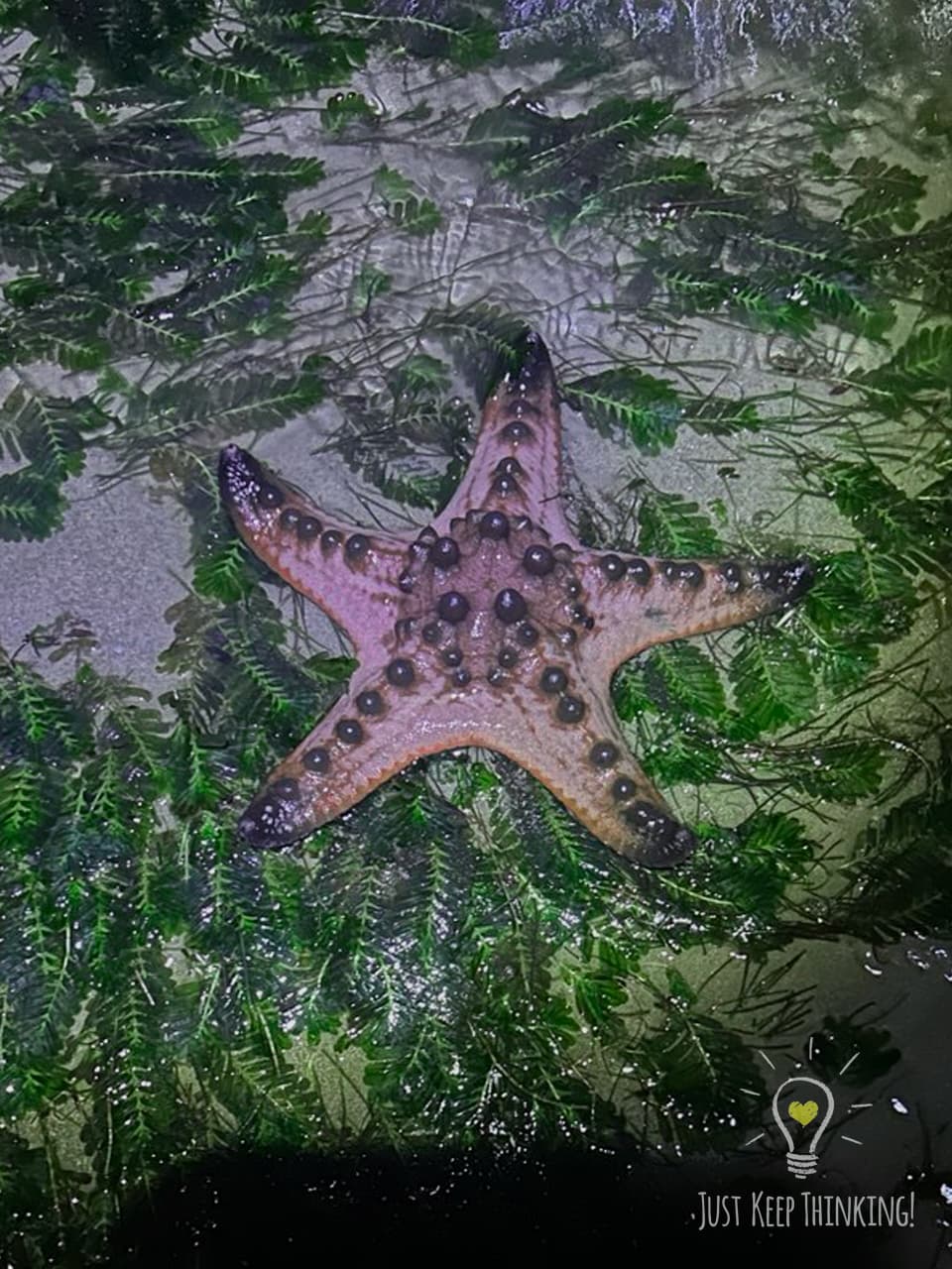 18_Knobbly Sea Star_GradedJKT
