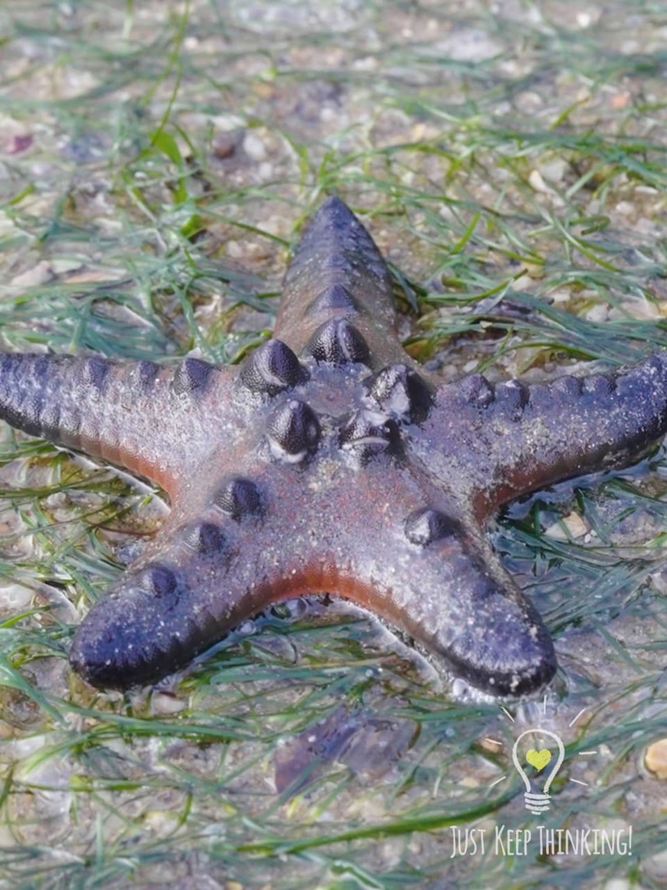 1_Knobbly Sea Star_GradedJKT
