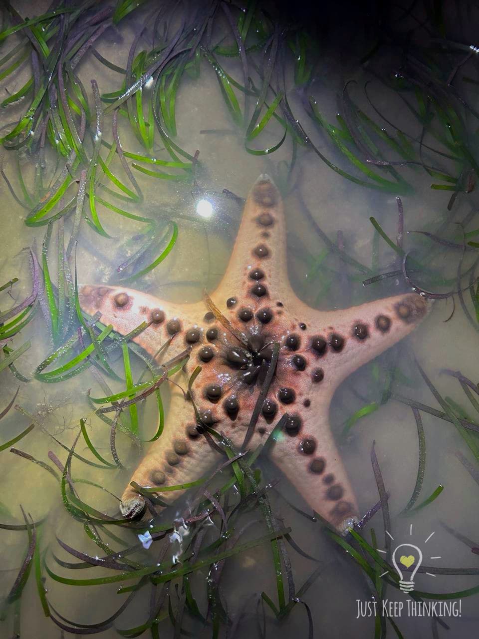 21_Knobbly Sea Star_GradedJKT