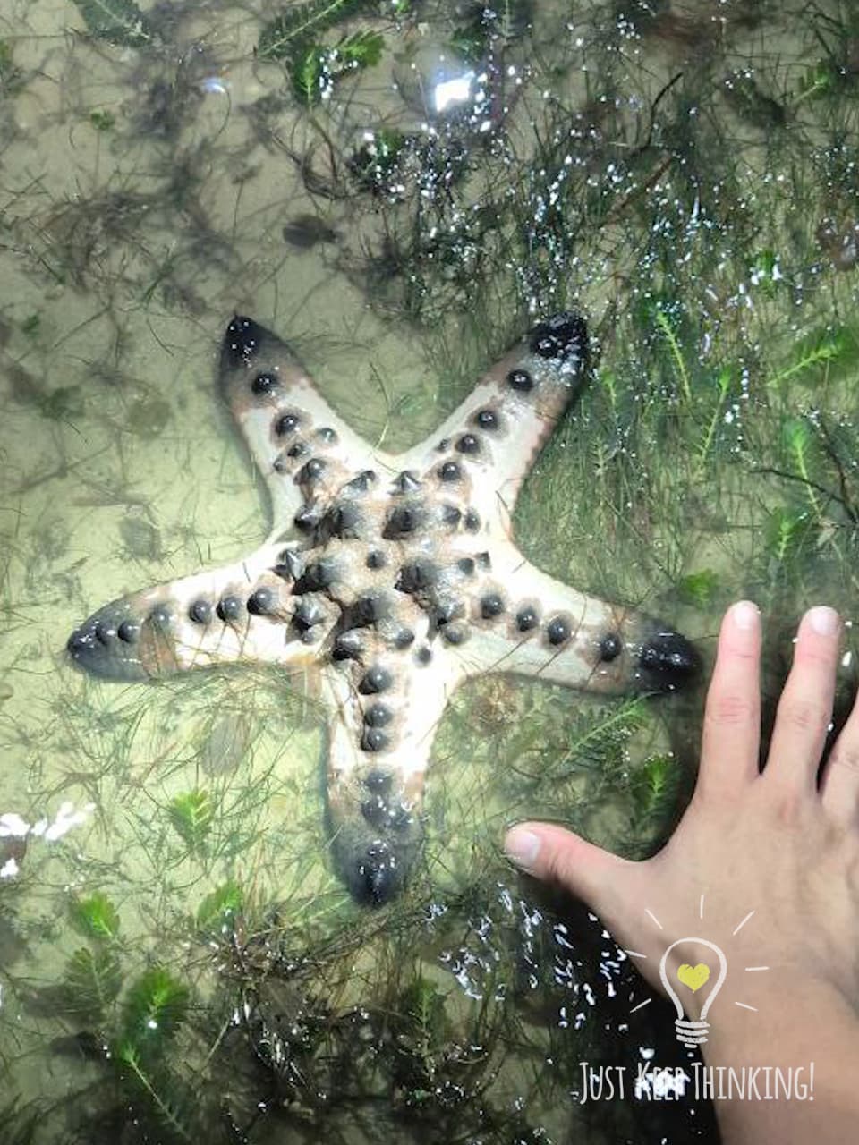 22_Knobbly Sea Star_GradedJKT
