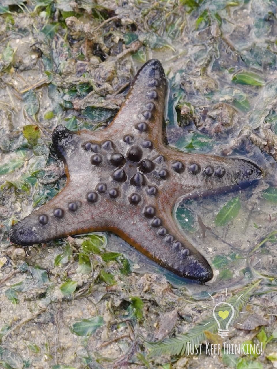 3_Knobbly Sea Star_GradedJKT