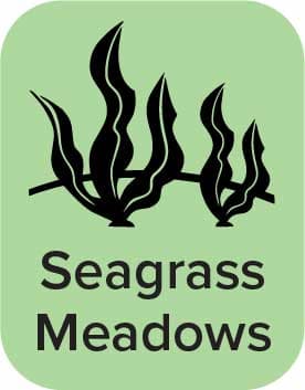 Seagrass Meadows