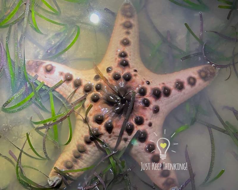 Knobbly Sea Star with 5 arms