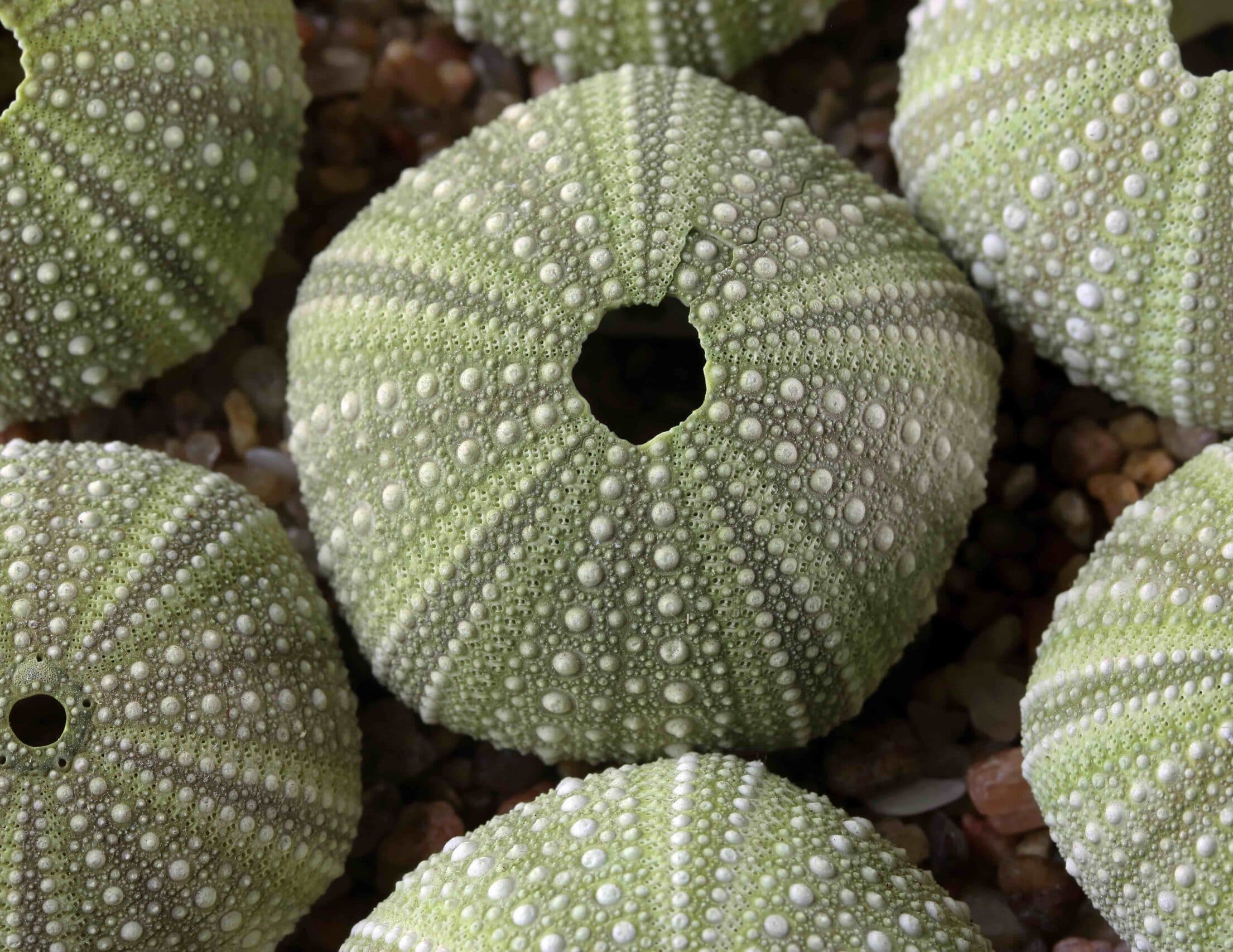 Sea Urchin with 5-part radial symmetry