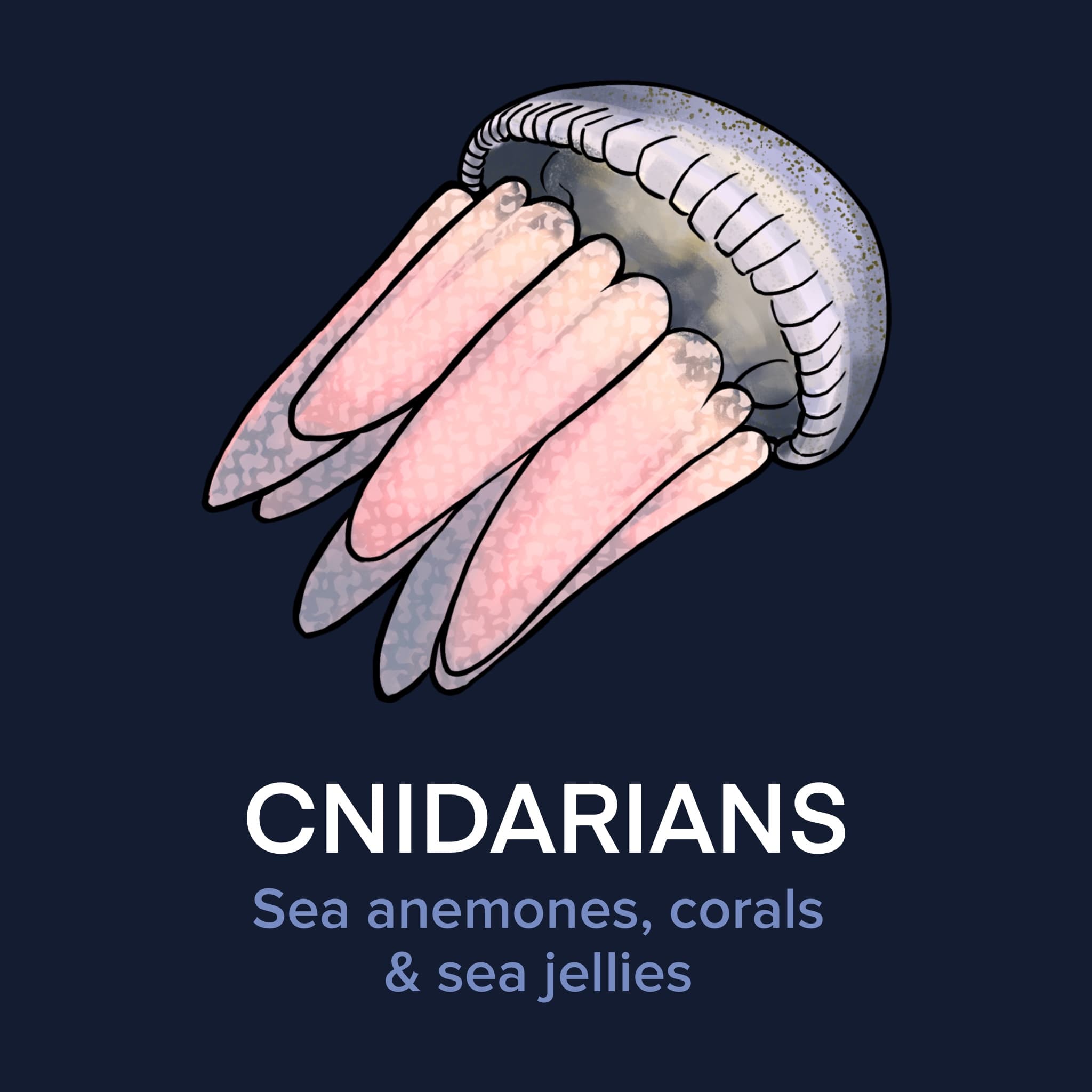 Cnidarians