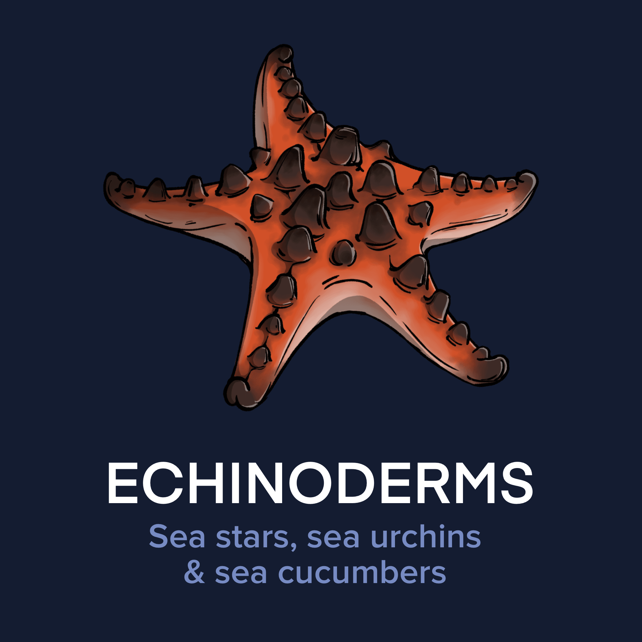 Echinoderms