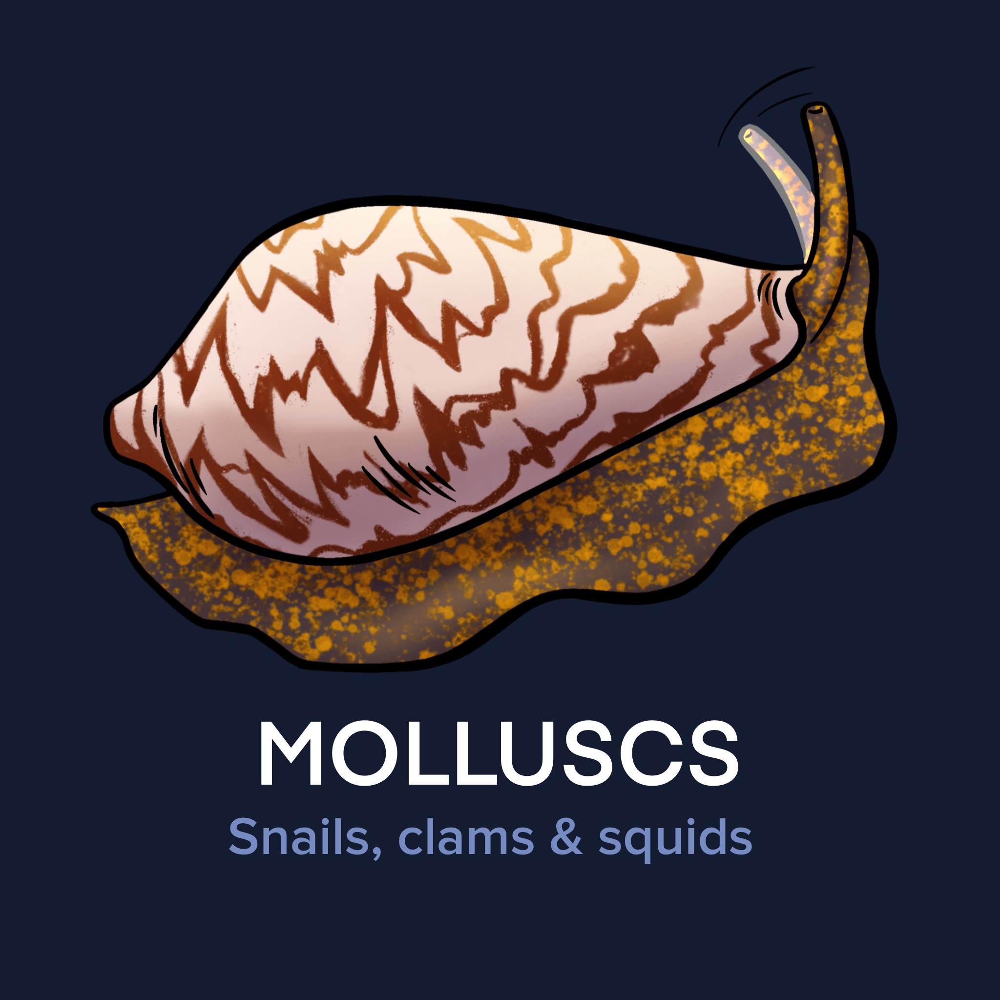 Molluscs