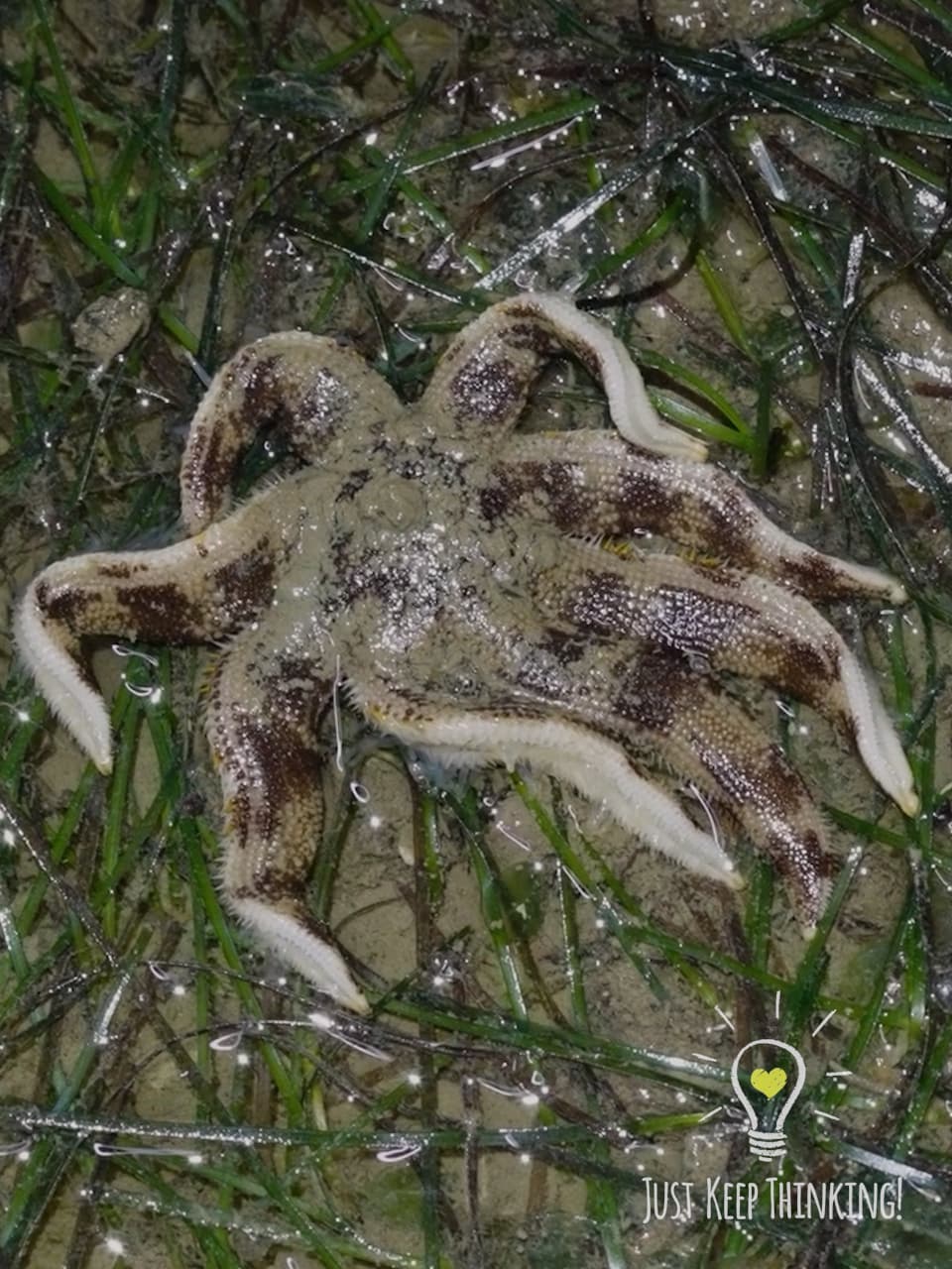 10_Eight-armed Luidia Sea Star_GradedJKT