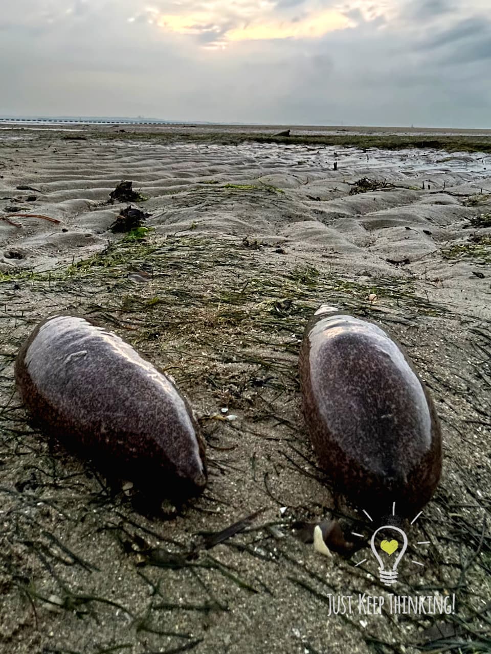 10_Smooth Sea Cucumber_GradedJKT