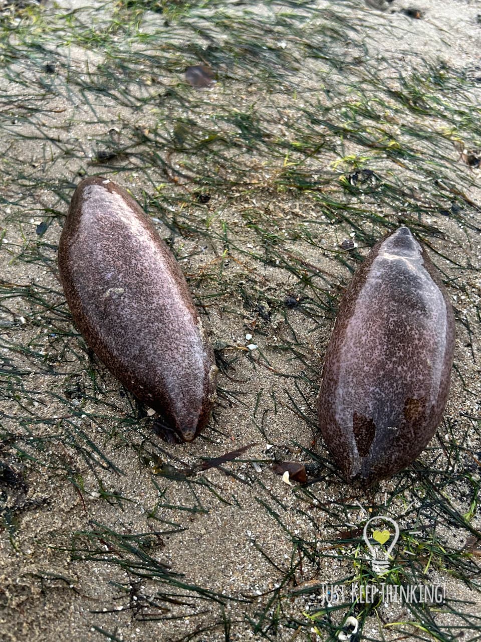 11_Smooth Sea Cucumber_GradedJKT