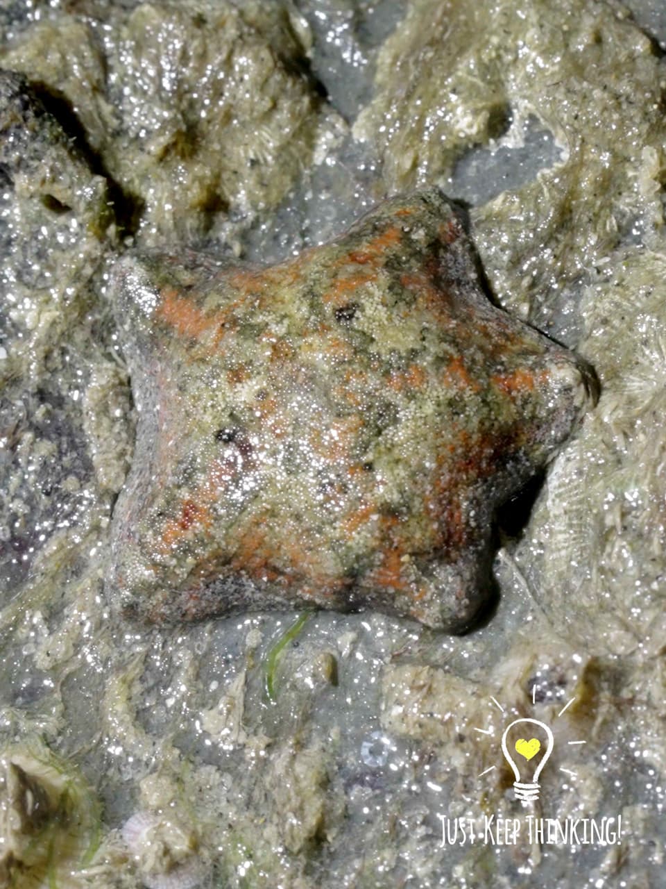 13_Cryptic Sea Star_GradedJKT