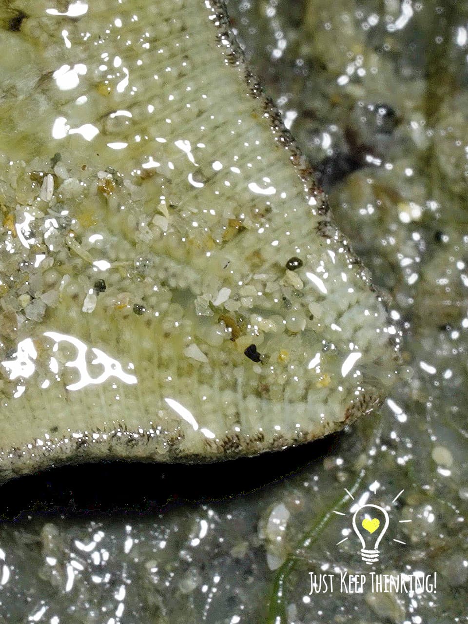 16_Cryptic Sea Star_GradedJKT