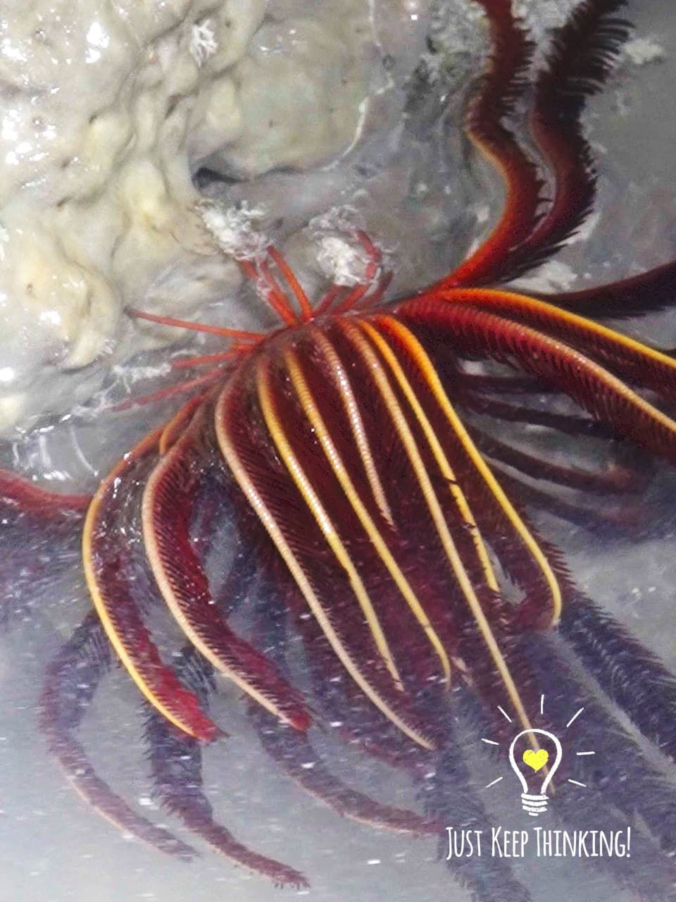 16_Red Feather Star_GradedJKT