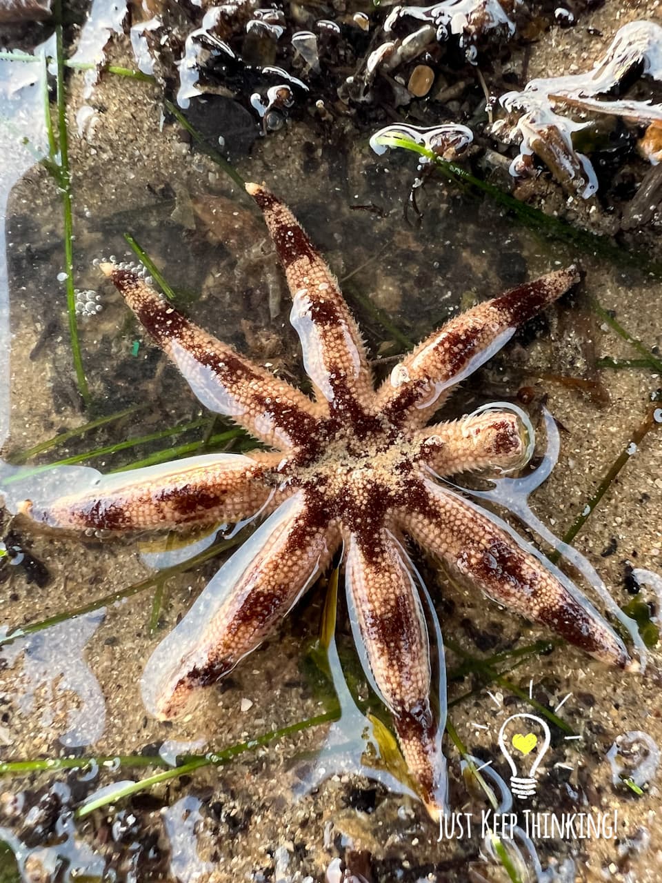 1_Eight-armed Luidia Sea Star_GradedJKT