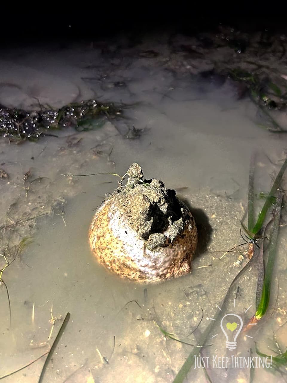 1_Sea Cucumber_GradedJKT