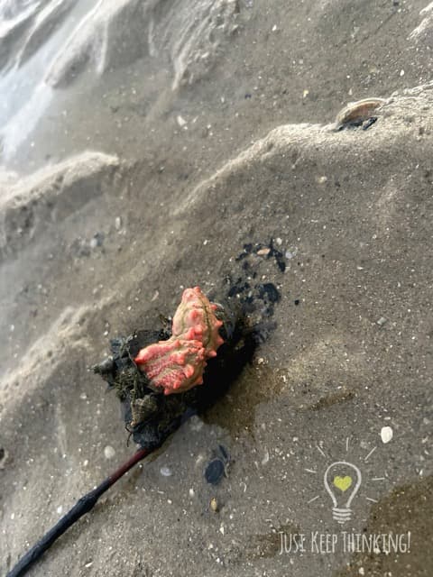 Thorny Sea Cucumber