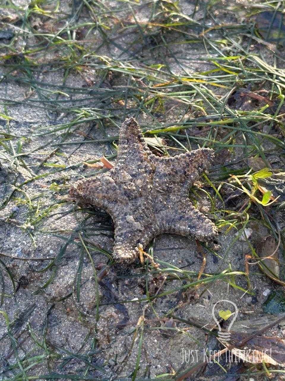 20_Biscuit Sea Star_GradedJKT