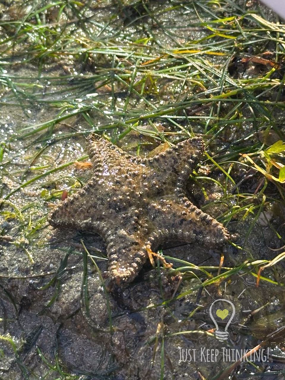 21_Biscuit Sea Star_GradedJKT