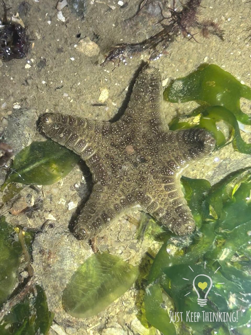 22_Biscuit Sea Star_GradedJKT