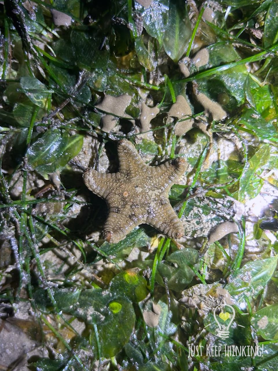 23_Biscuit Sea Star_GradedJKT
