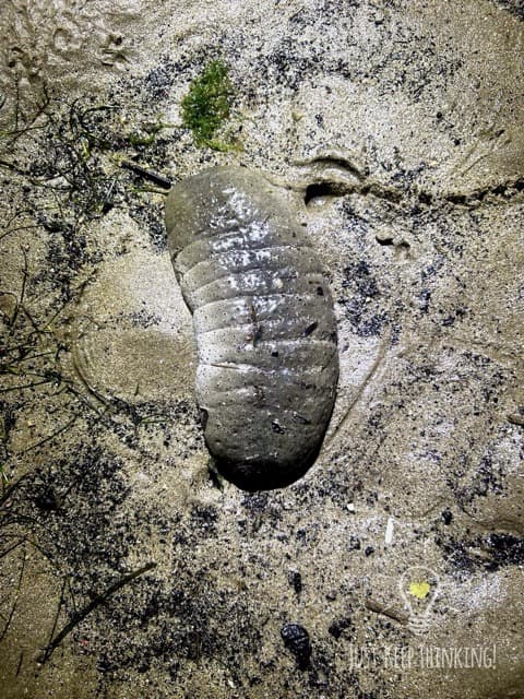 Garlic Bread Sea Cucumber