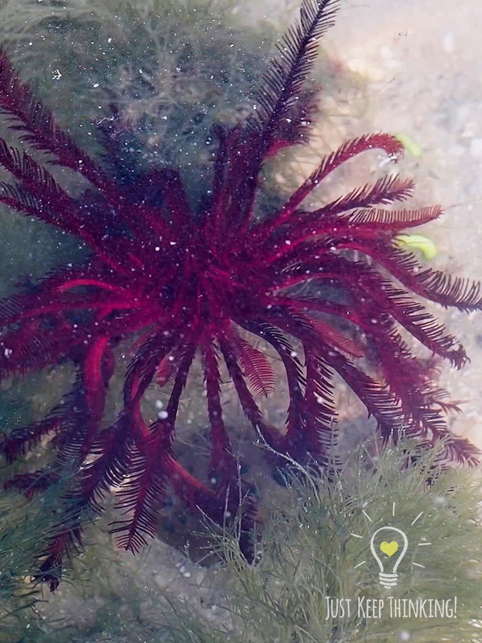 2_Red Feather Star_GradedJKT