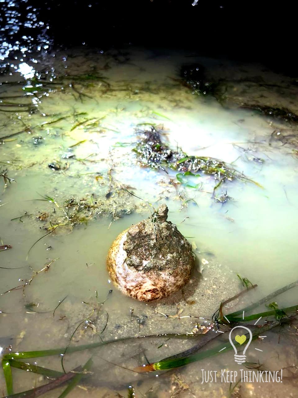 2_Sea Cucumber_GradedJKT