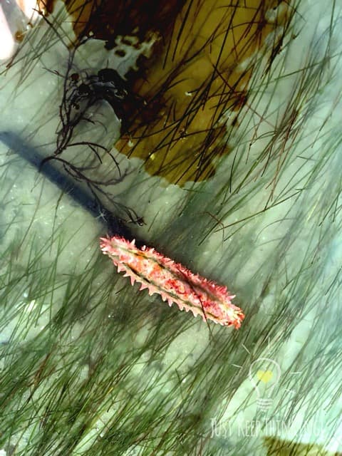 Thorny Sea Cucumber