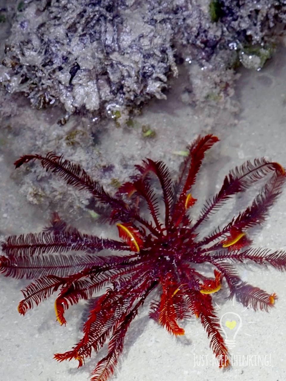 3_Red Feather Star_GradedJKT