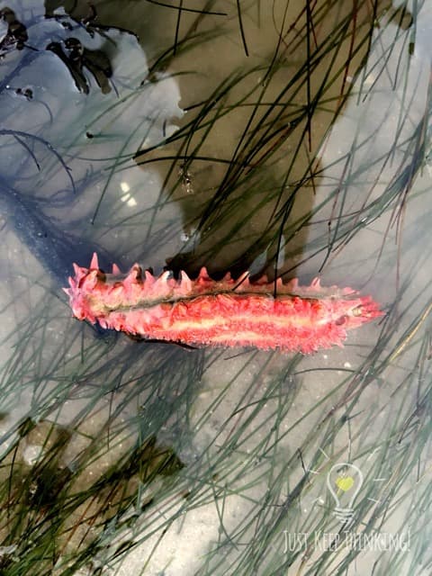 Thorny Sea Cucumber