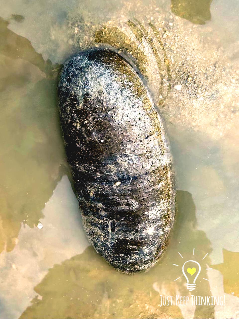 Garlic Bread Sea Cucumber