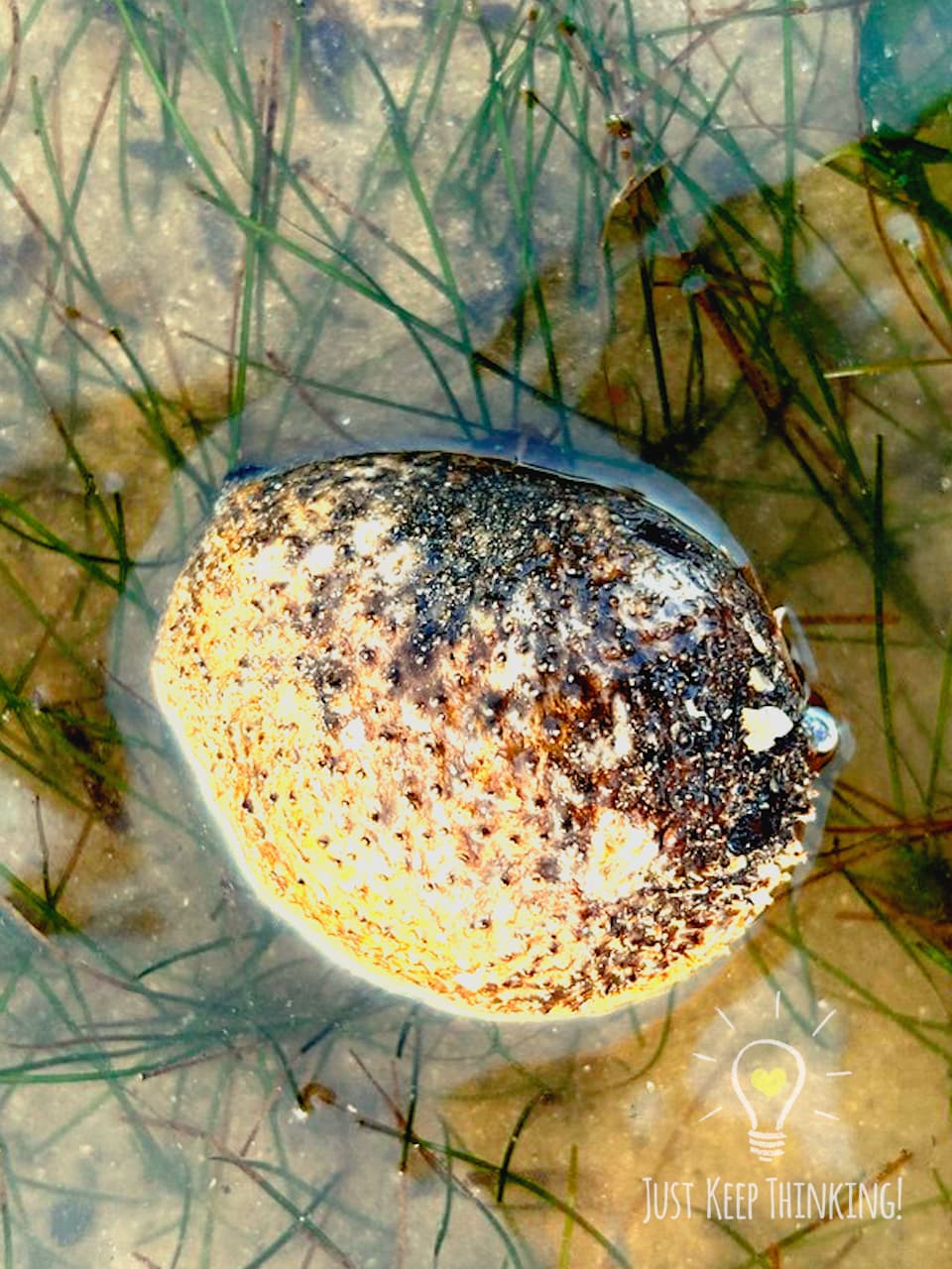 4_Sea Cucumber_GradedJKT