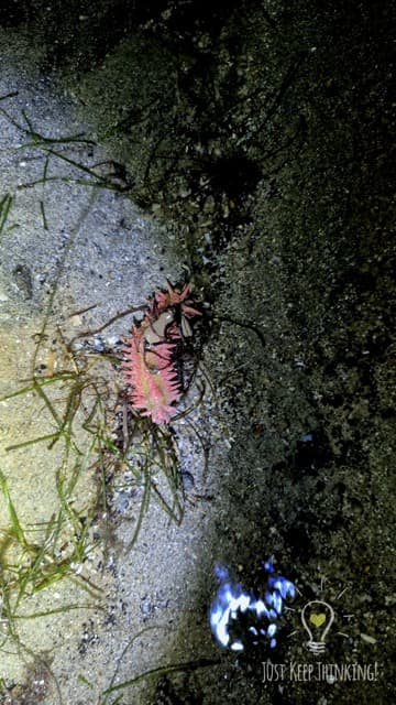 Thorny Sea Cucumber
