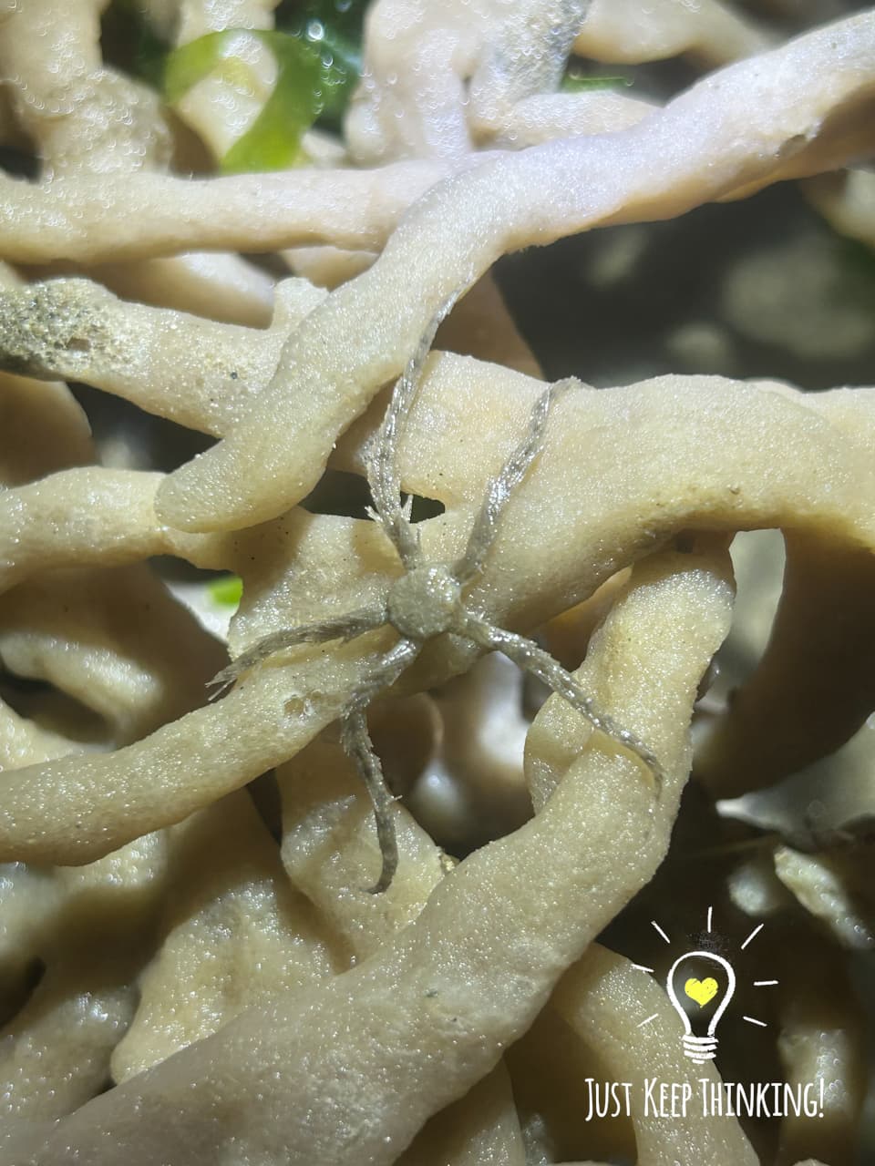 4_Tiny Brittle Star_GradedJKT