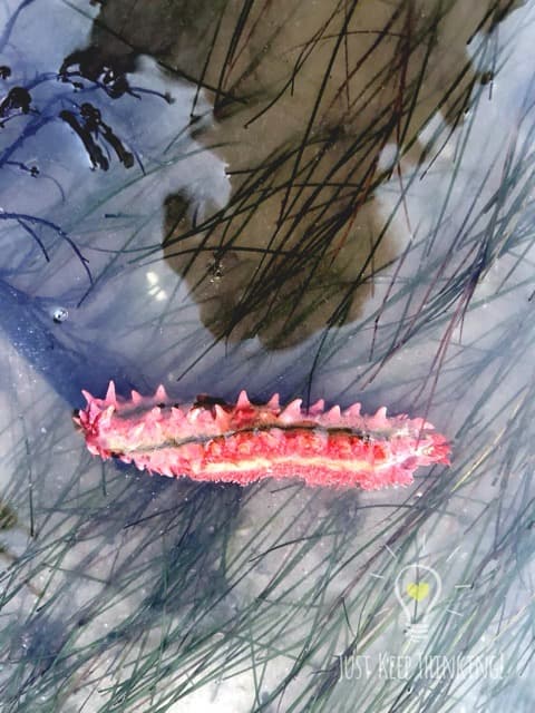 Thorny Sea Cucumber
