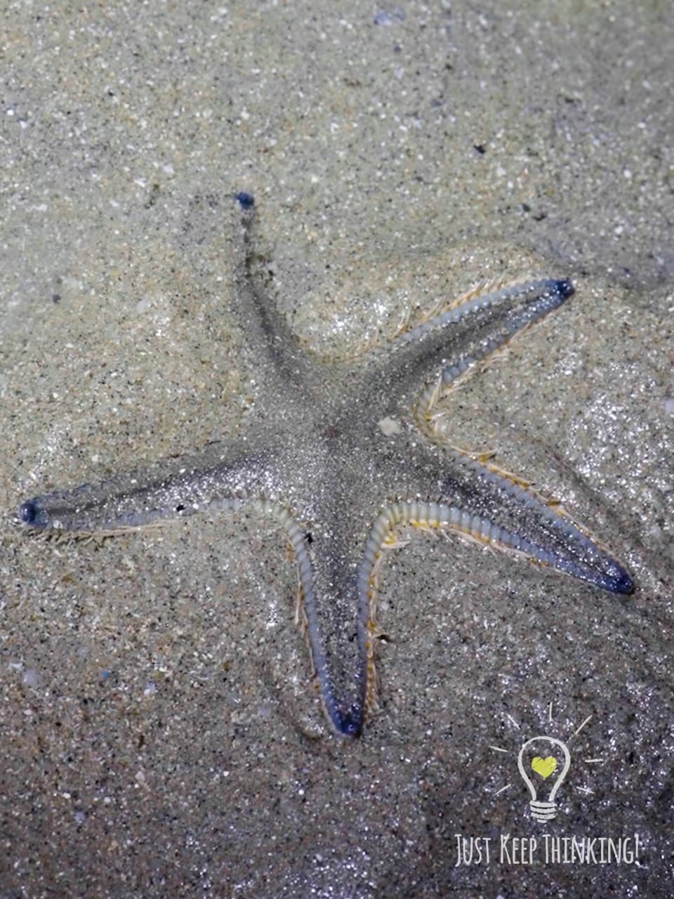 6_Plain Sand Star_GradedJKT