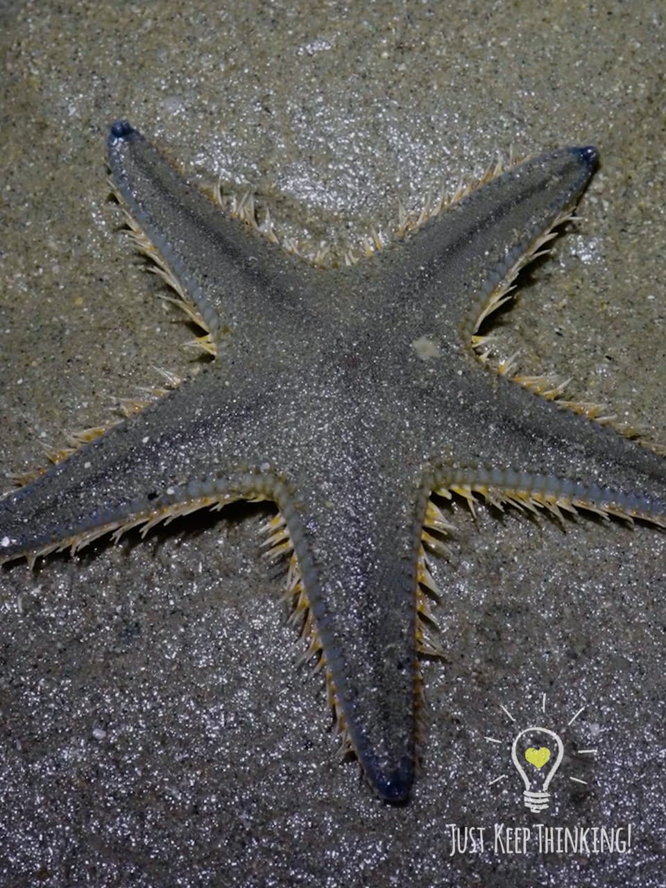 7_Plain Sand Star_GradedJKT