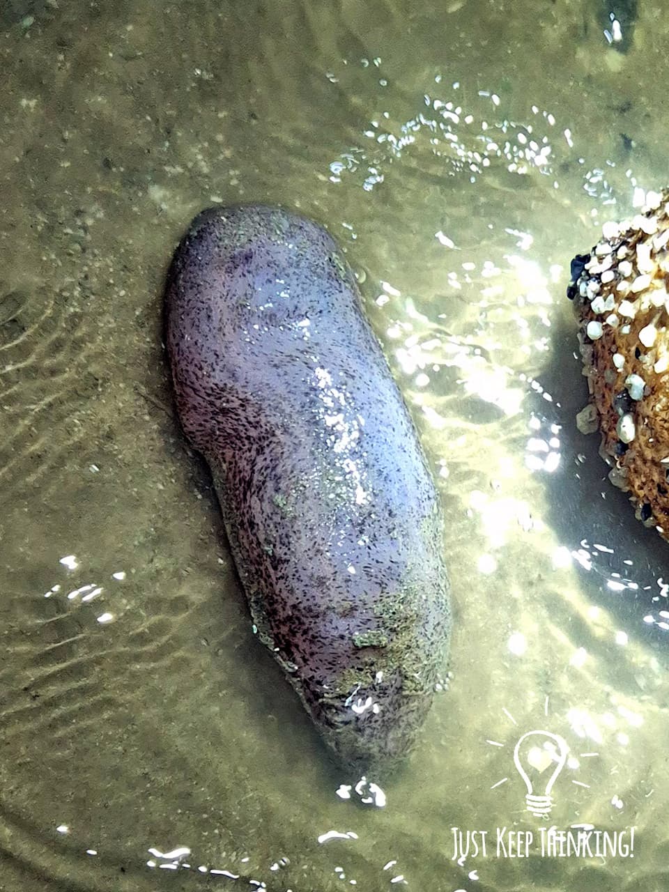 7_Smooth Sea Cucumber_GradedJKT