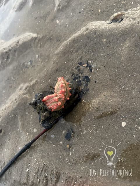Thorny Sea Cucumber