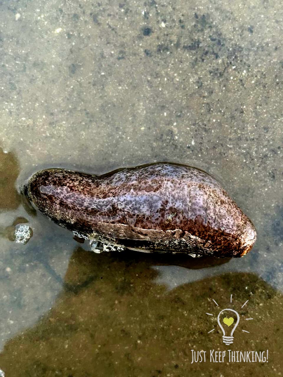 8_Smooth Sea Cucumber_GradedJKT