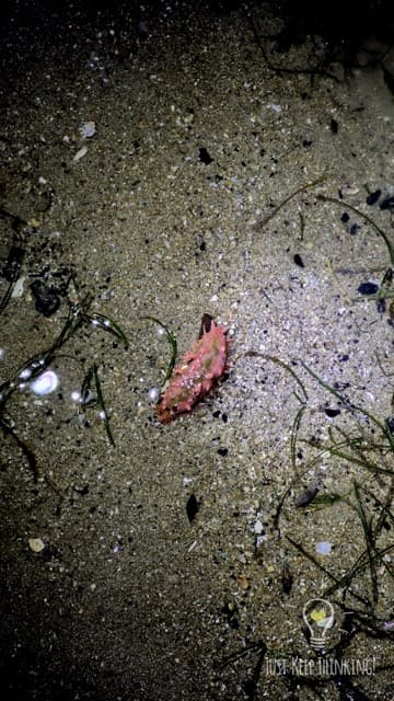 Thorny Sea Cucumber