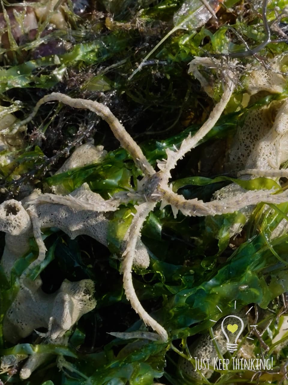 9_Bottle-Brush Brittle Star_GradedJKT