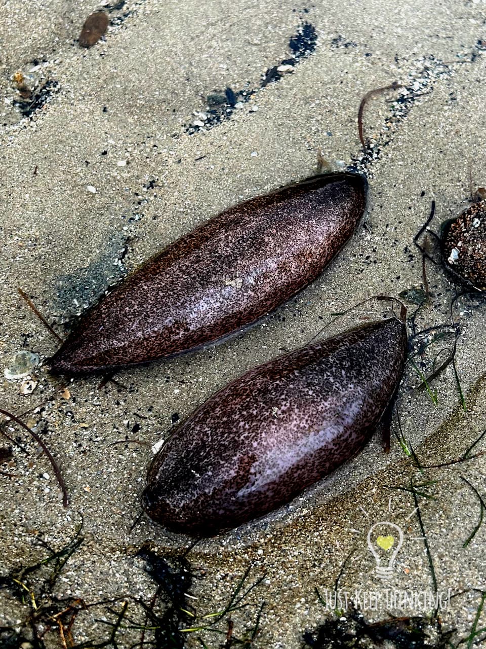 9_Smooth Sea Cucumber_GradedJKT
