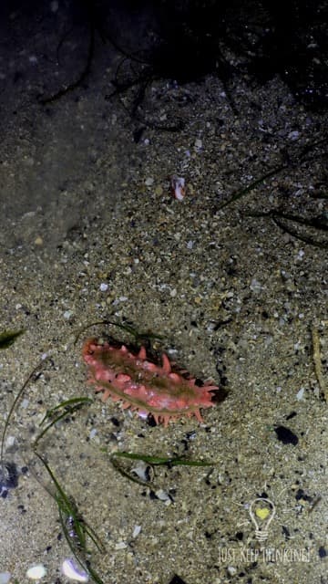 Thorny Sea Cucumber