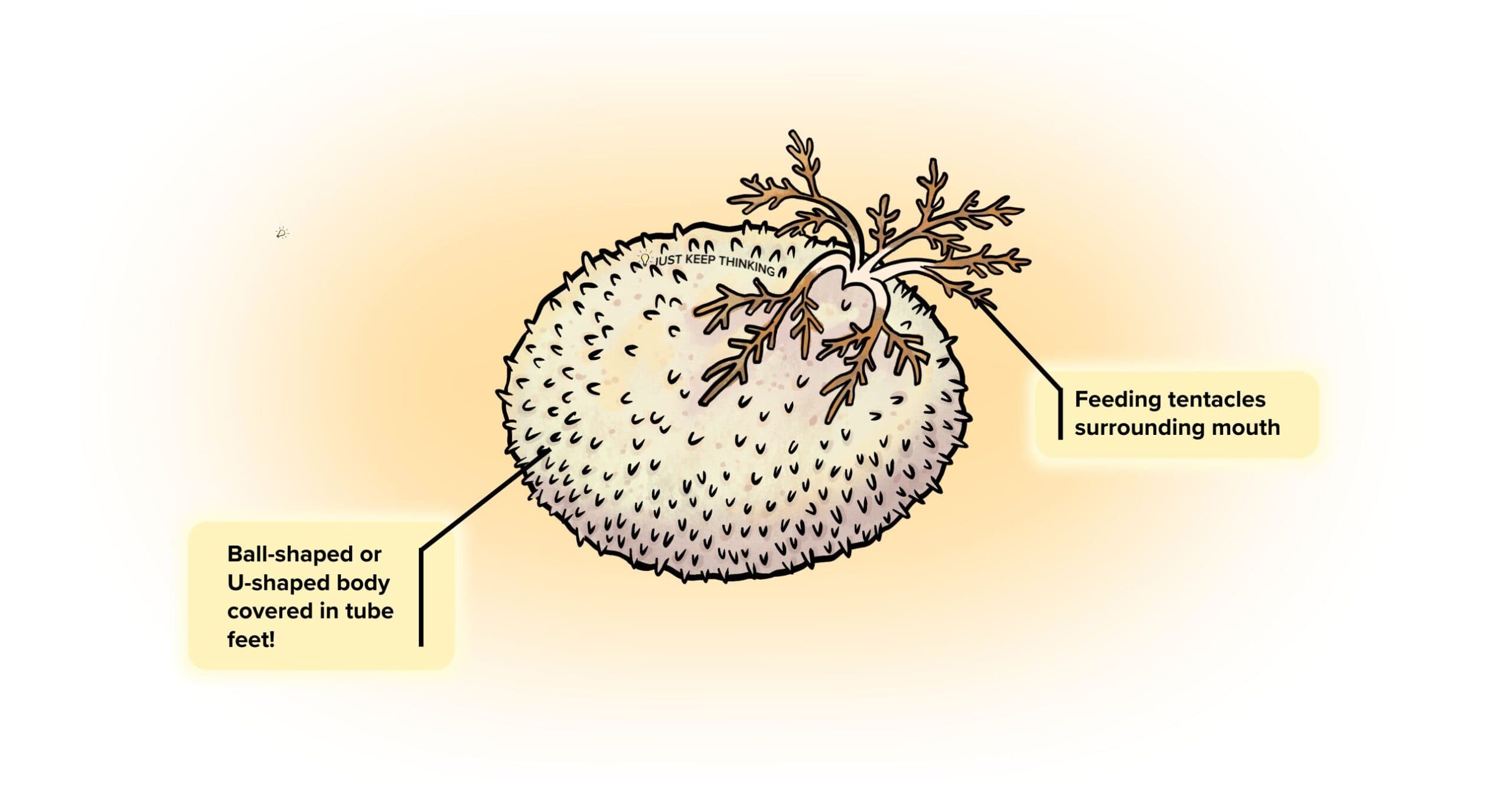 Ball sea cucumber_Infographic