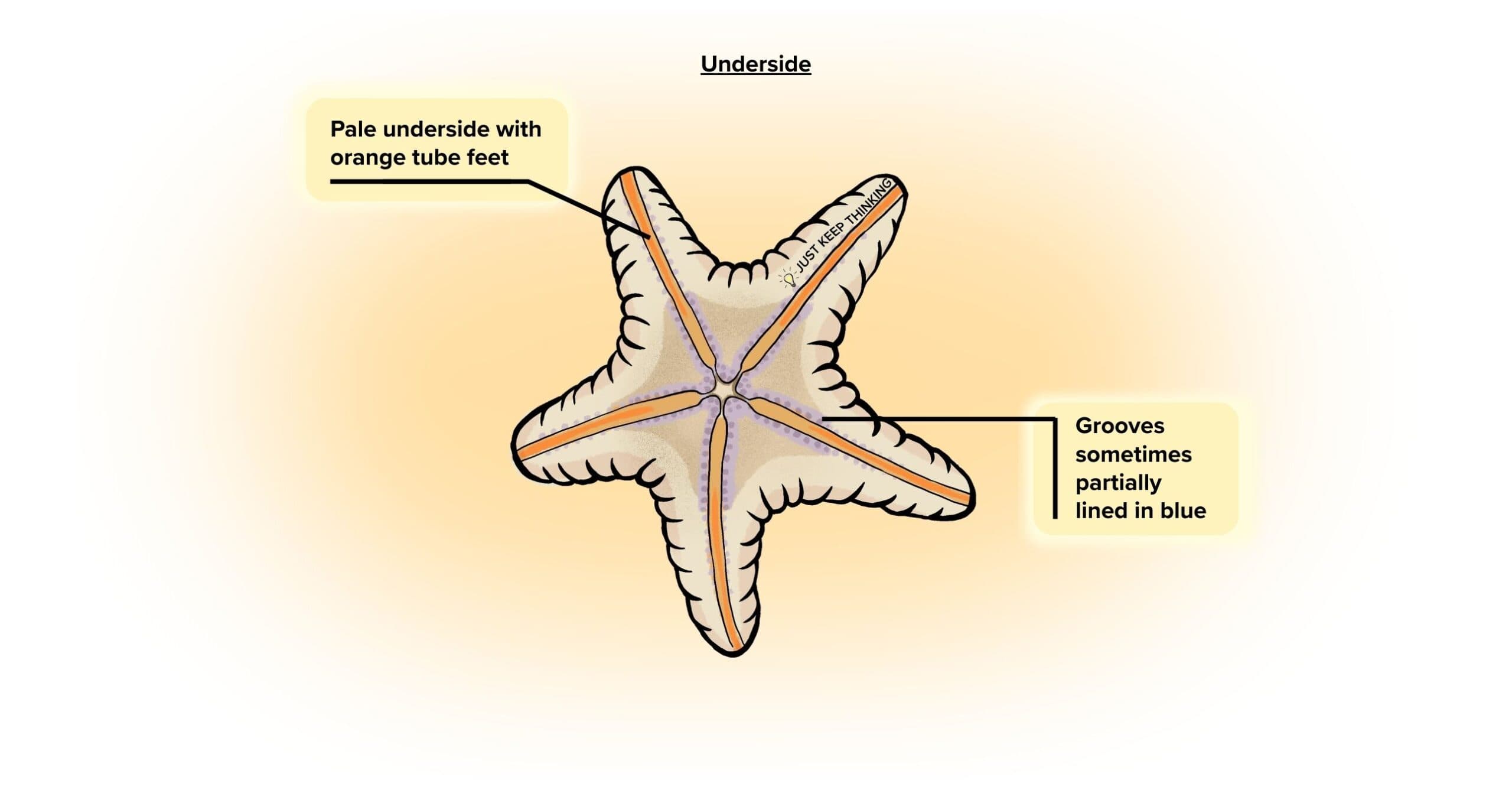 Biscuit sea star_Underside_Infographic