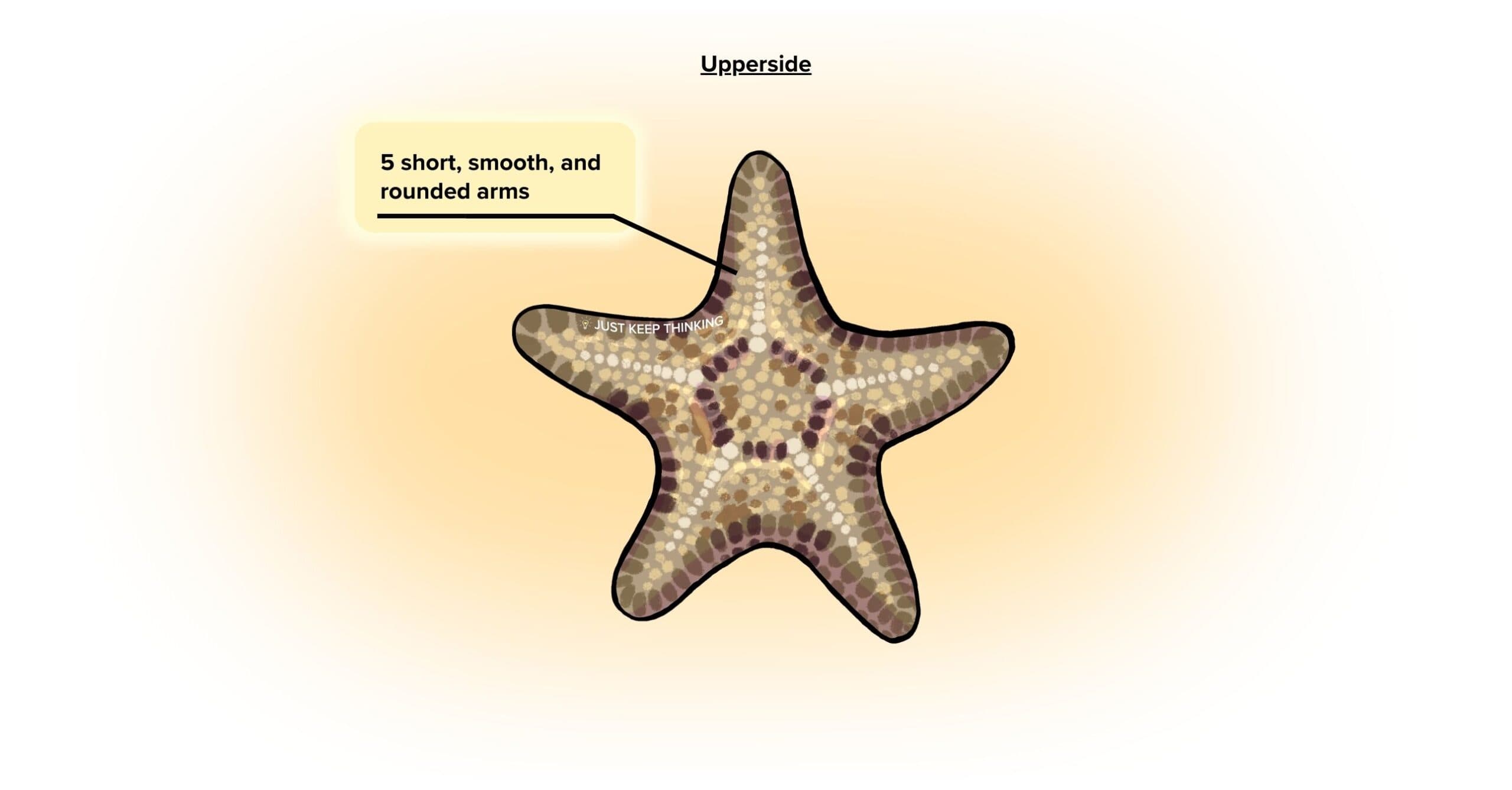 Biscuit sea star_Upper_Infographic