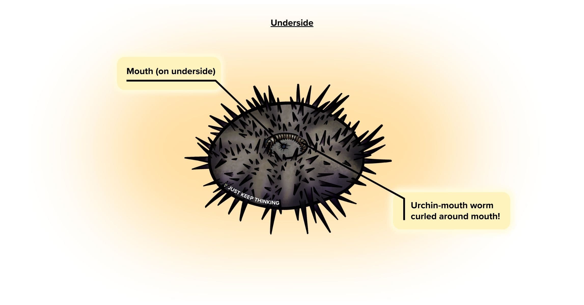 Black sea urchin underside_Animal Infographic