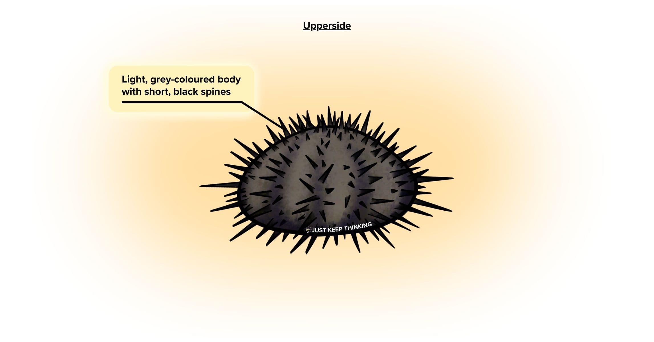Black sea urchin upperside_Animal Infographic
