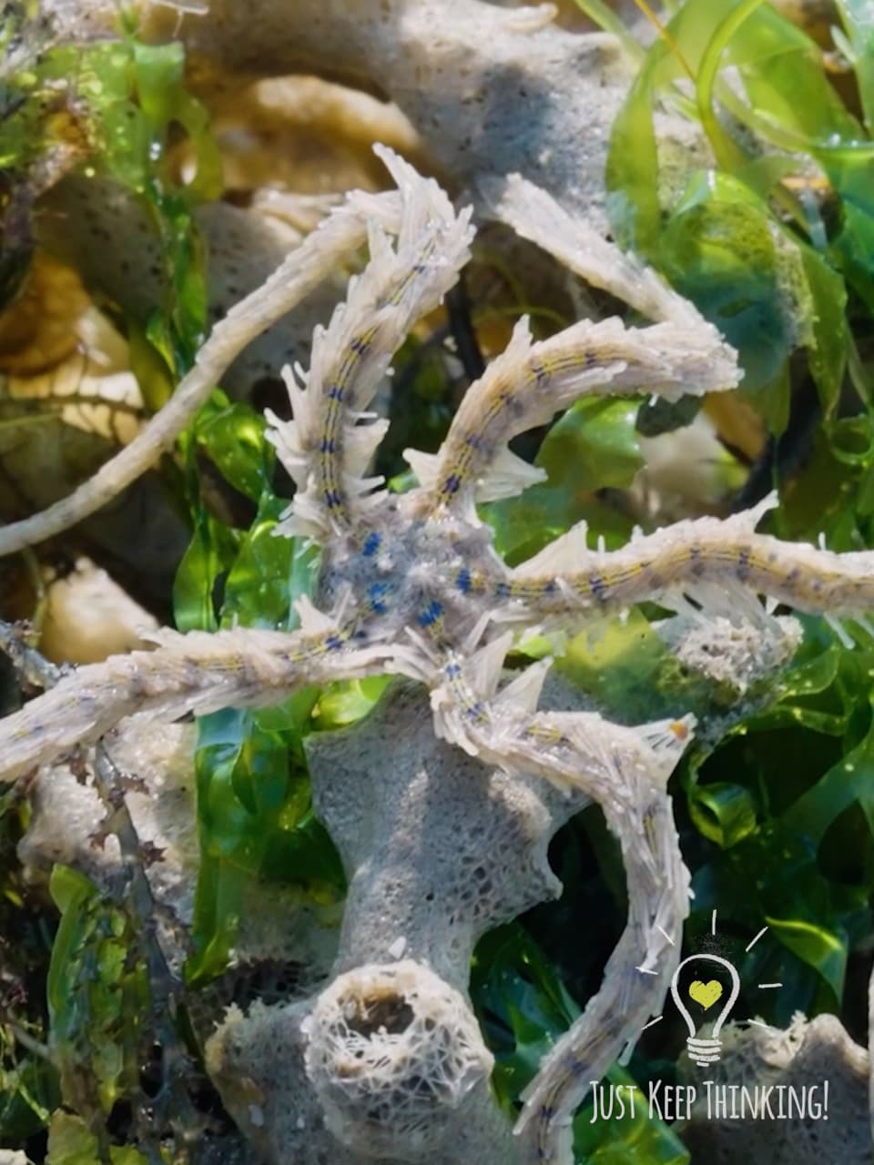 Bottle Brush Brittle Star 2